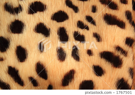 leopard print, pelage, animal print 1767501