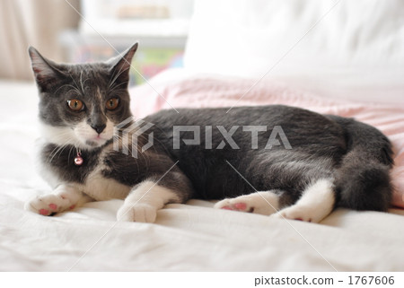 毛小孩 毛孩 寵物 1767606