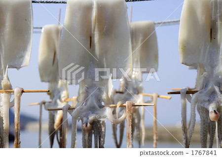 salted and dried overnight, dried fish, calamary 1767841