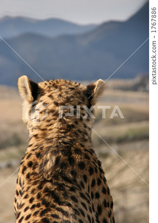 Cheetah back 1767886