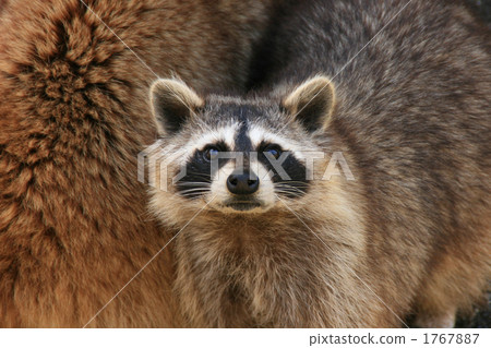 與相機眼睛的浣熊 1767887