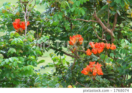 African tulip tree 1768074