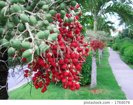 Palm fruit Palm fruit 1768076