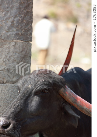 水牛 水牛 1768083