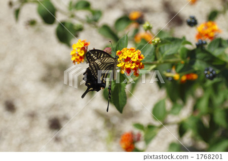 Lantana and swallowtail butterfly 1768201