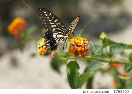 Lantana and swallowtail butterfly Lantana and swallowtail butterfly 1768203