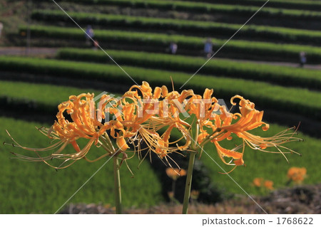 Yellow colored flower Yellow colored flower 1768622