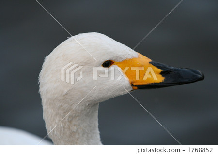Swallow swan adult bird 1768852