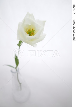 土耳其粉末的肖像 1769201