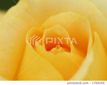 Rose honey bouquet Rose honey bouquet 1769208