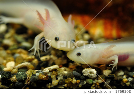 axolotl, oompa loompa, amphibian 1769308