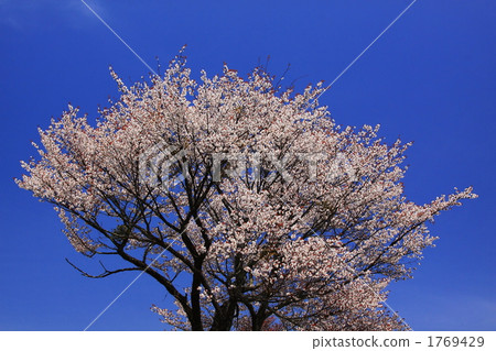 Cherry tree in full bloom  1769429