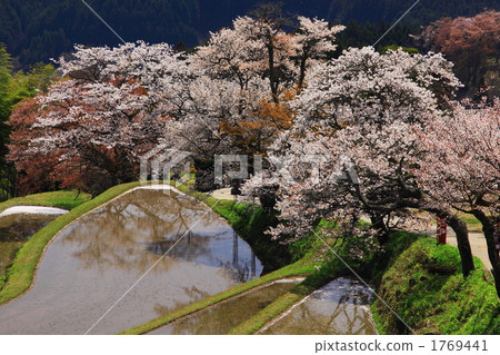 櫻花三面 1769441