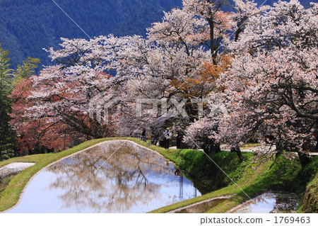 Cherry blossoms in three sides 1769463
