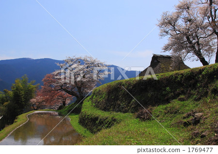 櫻花三面 1769477