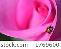 Ladybug and pink rose 1769600