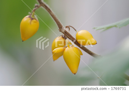 茄屬植物 乳頭水果 茄科 1769731