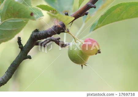 楸子 亮彩虹 觀賞使用 1769738