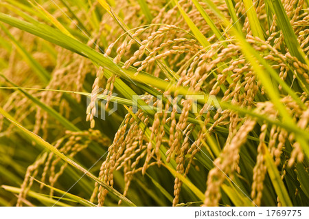 paddy rice, paddy, rice plant 1769775