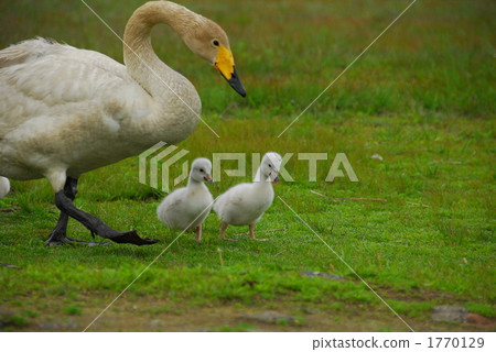 Swan parent and child's walk Swan parent and child's walk 1770129