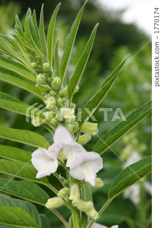 芝麻 植物 植物學 1770174