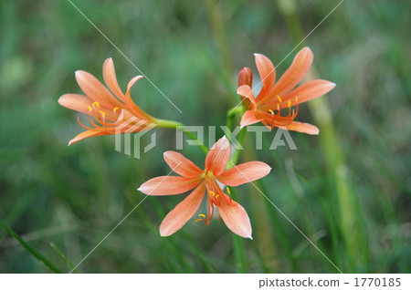 lycoris sanguinea, botanic, botanical 1770185