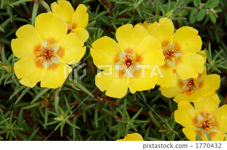 portulaca grandiflora, moss-rose purslane, botanic 1770432