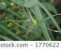 Grasshopper meal time 1770622