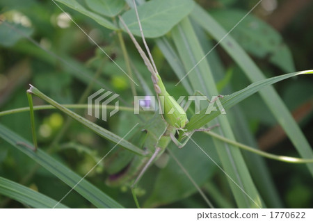 Grasshopper meal time Grasshopper meal time 1770622