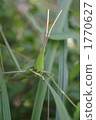Grasshopper meal 1770627