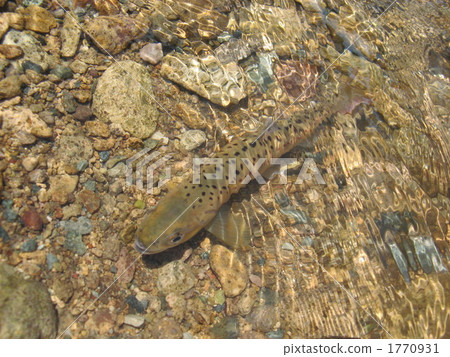 Freshwater fish egg 1770931