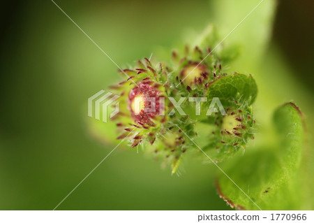 藿香 植物 植物學 1770966