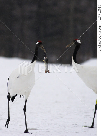 觀光市阿寒國際起重機中心的Tanzakura 觀光市阿寒國際起重機中心的Tanzakura 1771047