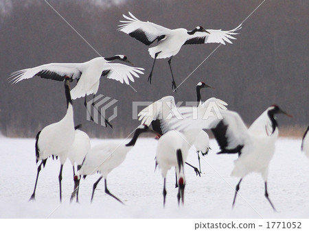 Dansheng起重機在釧路市阿寒國際起重機中心跳舞 1771052