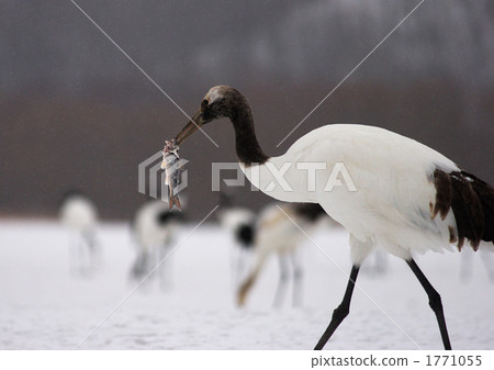 在釧路市阿庫國際起重機中心Danjyukuru的用餐期間 1771055