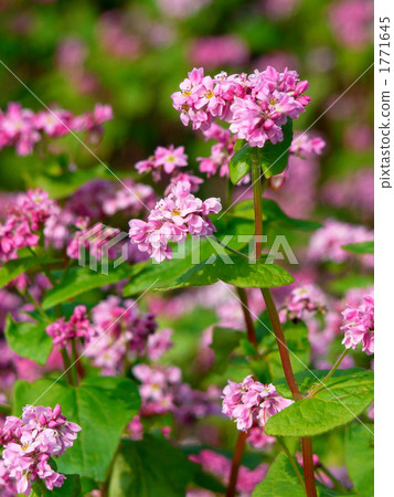 red flower buckwheat, bloom, blossom 1771645