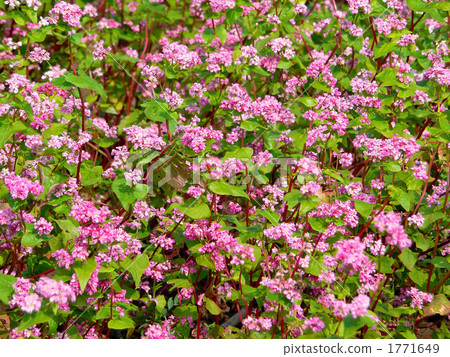 red flower buckwheat, flower garden, flower field 1771649