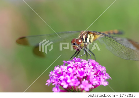 鮮花和蜻蜓 1772025