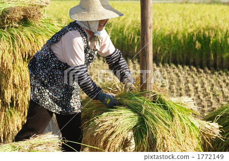 水稻收穫 水稻收穫 1772149