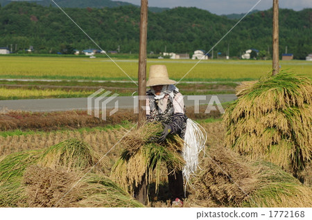 水稻收穫 1772168