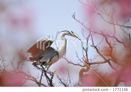 麻生夫婦 1772186