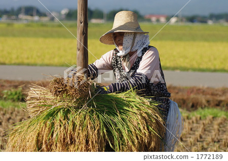 水稻收穫 1772189