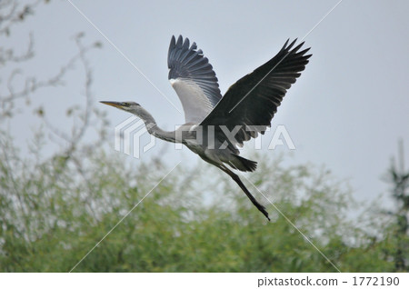 飛翔的綠葉 1772190