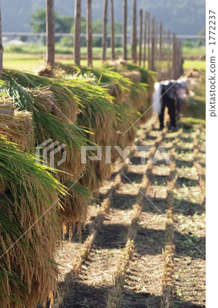 水稻收穫 水稻收穫 1772237