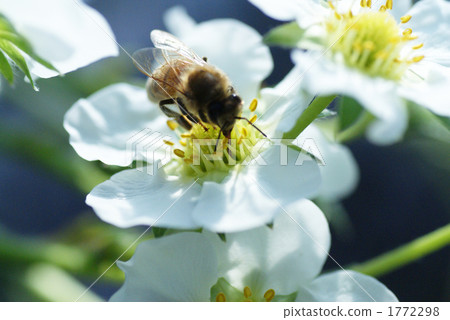 草莓花和蜂蜜蜂 草莓花和蜂蜜蜂 1772298