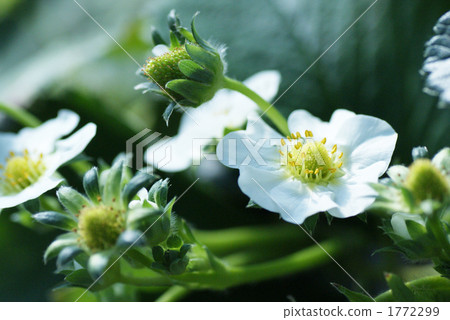 草莓花 1772299