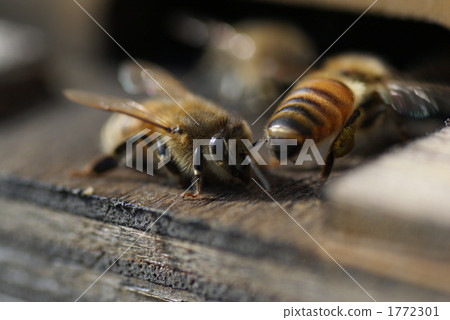 蜜蜂 蜜蜂 1772301