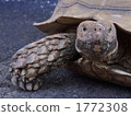 非洲盾臂龜 烏龜 爬行動物 1772308