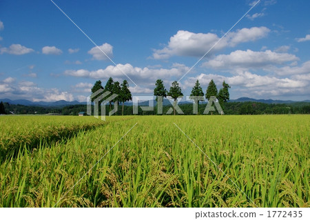 Fall rice fields 1772435