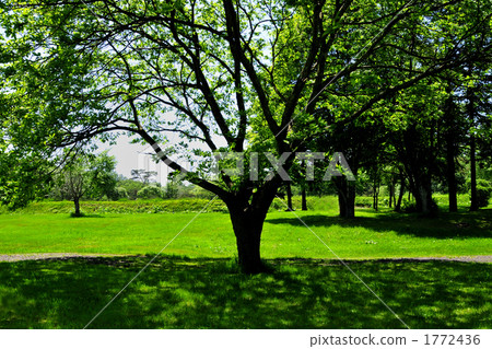 Shade of tree 1772436